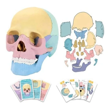 1 комплект Анатомическая Модел на Черепа Анатомия на човека Пъзел с черепа Подвижен Мини Модел на човешки Череп Обучение в клиника