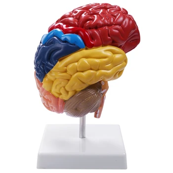Анатомическая модел на мозъка Анатомия 1: 1 Половина на мозъчния ствол Учебни лабораторни консумативи