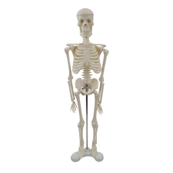 Модел на човешкия скелет L43D за анатомията, 17 -Мини-модел на човешкия скелет с Подвижни ръце и крака, Научна модел за изучаване на